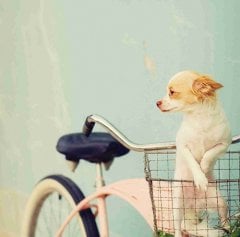 Köpek   Tablo