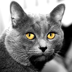Kedi  Tablosu