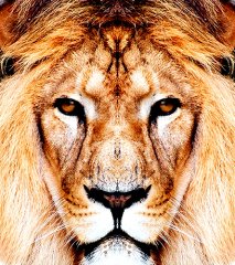 Aslan Tablosu 30 x 40cm