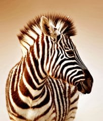 Zebra  Tablosu