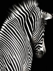 Zebra  Tablosu