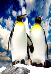 Penguen  Tablosu