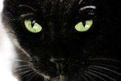 Kedi Tablo
