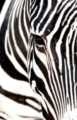 Zebra  Tablosu