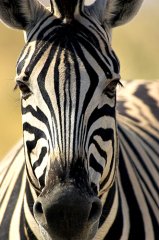 Zebra  Tablosu