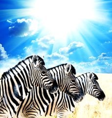 Zebra   Tablo