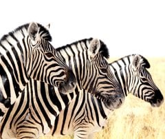 Zebra  Tablo