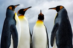 Penguen  Tablo
