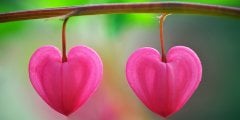 Love Tablo