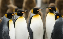 Penguen   Tablo