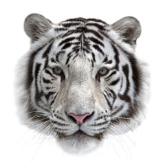 Aslan Tablo