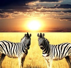 Zebra  Tablo