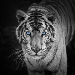 Aslan  Tablo