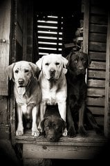 Köpek  Tablosu
