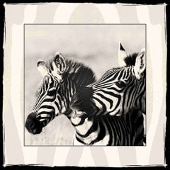 Zebra  Tablo