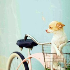 Köpek  Tablo