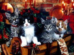 Kedi  Tablo