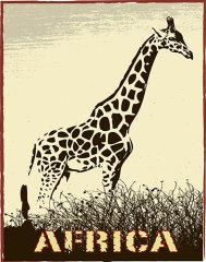 Zebra   Tablosu