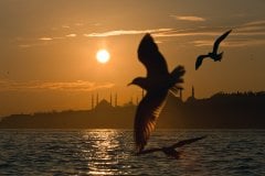 Martı   Tablo