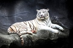 Aslan  Tablo