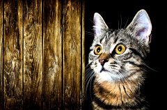 Kedi  Tablo