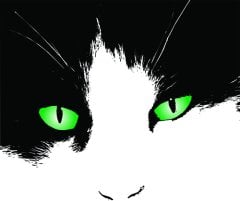 Kedi  Tablo
