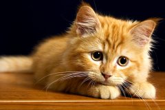 Kedi  Tablo