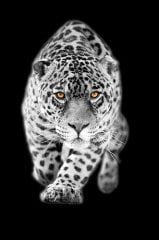 Aslan Tablosu
