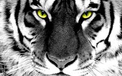 Aslan   Tablo