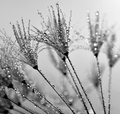 Dal  Tablo