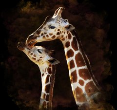 Zebra Tablo