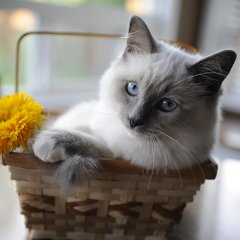 Kedi  Tablo