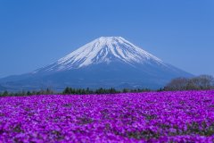 Erciyes Dağı Tablo