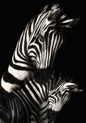 Zebra Tablosu