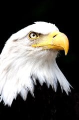 Kartal  Tablosu