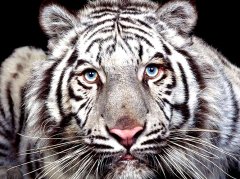 Aslan   Tablo