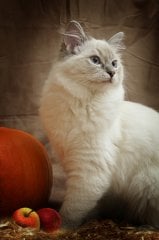 Kedi Tablosu