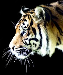 Aslan Tablosu