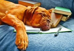Köpek Tablo