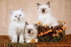 Kedi  Tablo
