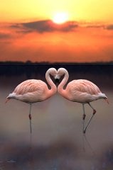 Flamingolar  Tablosu